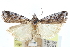  ( - CCDB-28995-B04)  @11 [ ] CreativeCommons - Attribution (2016) CBG Photography Group Centre for Biodiversity Genomics