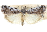  ( - CCDB-28995-B06)  @11 [ ] CreativeCommons - Attribution (2016) CBG Photography Group Centre for Biodiversity Genomics