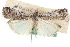  ( - CCDB-28995-B07)  @11 [ ] CreativeCommons - Attribution (2016) CBG Photography Group Centre for Biodiversity Genomics