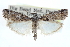  ( - CCDB-28995-C07)  @11 [ ] CreativeCommons - Attribution (2016) CBG Photography Group Centre for Biodiversity Genomics