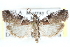  ( - CCDB-28995-D09)  @12 [ ] CreativeCommons - Attribution (2016) CBG Photography Group Centre for Biodiversity Genomics