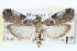  ( - CCDB-28995-D10)  @12 [ ] CreativeCommons - Attribution (2016) CBG Photography Group Centre for Biodiversity Genomics