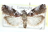  ( - CCDB-28995-D11)  @12 [ ] CreativeCommons - Attribution (2016) CBG Photography Group Centre for Biodiversity Genomics
