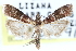  ( - CCDB-28995-E02)  @11 [ ] CreativeCommons - Attribution (2016) CBG Photography Group Centre for Biodiversity Genomics