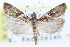  ( - CCDB-28995-E05)  @15 [ ] CreativeCommons - Attribution (2016) CBG Photography Group Centre for Biodiversity Genomics