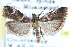  ( - CCDB-28995-E06)  @11 [ ] CreativeCommons - Attribution (2016) CBG Photography Group Centre for Biodiversity Genomics