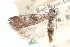  ( - CCDB-28995-F10)  @11 [ ] CreativeCommons - Attribution (2016) CBG Photography Group Centre for Biodiversity Genomics