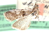  ( - CCDB-28995-F11)  @11 [ ] CreativeCommons - Attribution (2016) CBG Photography Group Centre for Biodiversity Genomics