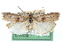  (Sciota dammersi - CCDB-28995-H08)  @11 [ ] CreativeCommons - Attribution (2016) CBG Photography Group Centre for Biodiversity Genomics