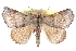  ( - CCDB-28560-B12)  @11 [ ] CreativeCommons - Attribution (2015) CBG Photography Group Centre for Biodiversity Genomics