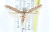  ( - CCDB-28560-D05)  @11 [ ] CreativeCommons - Attribution (2015) CBG Photography Group Centre for Biodiversity Genomics