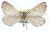  ( - CCDB-28560-H01)  @11 [ ] CreativeCommons - Attribution (2015) CBG Photography Group Centre for Biodiversity Genomics