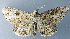  ( - BMNH(E) #1246593)  @11 [ ] CreativeCommons - Attribution Share-Alike (2018) Unspecified Smithsonian Institution National Museum of Natural History