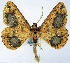  ( - BMNH(E) #0960312)  @11 [ ] CreativeCommons - Attribution Share-Alike (2018) Unspecified Smithsonian Institution National Museum of Natural History