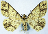  ( - BMNH(E) #0960320)  @13 [ ] CreativeCommons - Attribution Share-Alike (2018) Unspecified Smithsonian Institution National Museum of Natural History