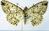  ( - BMNH(E) #0960336)  @11 [ ] CreativeCommons - Attribution Share-Alike (2018) Unspecified Smithsonian Institution National Museum of Natural History