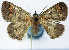  ( - BMNH(E) #0960358)  @11 [ ] CreativeCommons - Attribution Share-Alike (2018) Unspecified Smithsonian Institution National Museum of Natural History