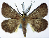  ( - BMNH(E) #0960359)  @11 [ ] CreativeCommons - Attribution Share-Alike (2018) Unspecified Smithsonian Institution National Museum of Natural History