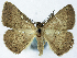 ( - BMNH(E) #0960376)  @11 [ ] CreativeCommons - Attribution Share-Alike (2018) Unspecified Smithsonian Institution National Museum of Natural History