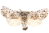  ( - CCDB-29060-A01)  @11 [ ] CreativeCommons - Attribution (2016) CBG Photography Group Centre for Biodiversity Genomics