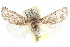  ( - CCDB-29060-A02)  @14 [ ] CreativeCommons - Attribution (2016) CBG Photography Group Centre for Biodiversity Genomics