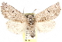  ( - CCDB-29060-A03)  @14 [ ] CreativeCommons - Attribution (2016) CBG Photography Group Centre for Biodiversity Genomics