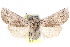  ( - CCDB-29060-A04)  @14 [ ] CreativeCommons - Attribution (2016) CBG Photography Group Centre for Biodiversity Genomics
