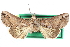  (Paectes arcigera - CCDB-29060-A12)  @13 [ ] CreativeCommons - Attribution (2016) CBG Photography Group Centre for Biodiversity Genomics