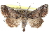  ( - CCDB-29060-B05)  @13 [ ] CreativeCommons - Attribution (2016) CBG Photography Group Centre for Biodiversity Genomics
