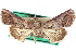 ( - CCDB-29060-C01)  @11 [ ] CreativeCommons - Attribution (2016) CBG Photography Group Centre for Biodiversity Genomics