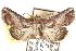  ( - CCDB-29060-C02)  @11 [ ] CreativeCommons - Attribution (2016) CBG Photography Group Centre for Biodiversity Genomics