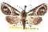  ( - CCDB-29060-C11)  @15 [ ] CreativeCommons - Attribution (2016) CBG Photography Group Centre for Biodiversity Genomics
