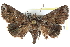  (Paectes pygmaea - CCDB-29060-D08)  @14 [ ] CreativeCommons - Attribution (2016) CBG Photography Group Centre for Biodiversity Genomics