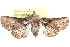 ( - CCDB-29060-E08)  @11 [ ] CreativeCommons - Attribution (2016) CBG Photography Group Centre for Biodiversity Genomics