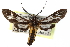  ( - CCDB-29060-G06)  @11 [ ] CreativeCommons - Attribution (2016) CBG Photography Group Centre for Biodiversity Genomics