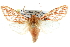  ( - CCDB-29061-A05)  @13 [ ] CreativeCommons - Attribution (2016) CBG Photography Group Centre for Biodiversity Genomics