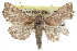  ( - CCDB-29061-B10)  @13 [ ] CreativeCommons - Attribution (2016) CBG Photography Group Centre for Biodiversity Genomics