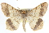  (Macaria abydata - CCDB-29061-E04)  @14 [ ] CreativeCommons - Attribution (2016) CBG Photography Group Centre for Biodiversity Genomics