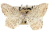  ( - CCDB-29061-E07)  @11 [ ] CreativeCommons - Attribution (2016) CBG Photography Group Centre for Biodiversity Genomics