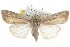  ( - CCDB-29061-G02)  @14 [ ] CreativeCommons - Attribution (2016) CBG Photography Group Centre for Biodiversity Genomics