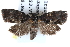  ( - CCDB-29061-H09)  @13 [ ] CreativeCommons - Attribution (2016) CBG Photography Group Centre for Biodiversity Genomics