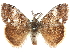  ( - CCDB-29062-A01)  @11 [ ] CreativeCommons - Attribution (2016) CBG Photography Group Centre for Biodiversity Genomics