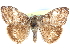  ( - CCDB-29062-A03)  @11 [ ] CreativeCommons - Attribution (2016) CBG Photography Group Centre for Biodiversity Genomics