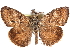  ( - CCDB-29062-A08)  @11 [ ] CreativeCommons - Attribution (2016) CBG Photography Group Centre for Biodiversity Genomics