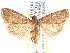  (Hypsopygia nostralis - CCDB-29062-C06)  @15 [ ] CreativeCommons - Attribution (2016) CBG Photography Group Centre for Biodiversity Genomics