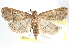 ( - CCDB-29062-C08)  @14 [ ] CreativeCommons - Attribution (2016) CBG Photography Group Centre for Biodiversity Genomics