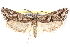  ( - CCDB-29062-D12)  @11 [ ] CreativeCommons - Attribution (2016) CBG Photography Group Centre for Biodiversity Genomics