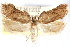  ( - CCDB-29062-E03)  @11 [ ] CreativeCommons - Attribution (2016) CBG Photography Group Centre for Biodiversity Genomics