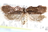  (Acria ceramitis - CCDB-29062-E06)  @11 [ ] CreativeCommons - Attribution (2016) CBG Photography Group Centre for Biodiversity Genomics