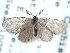  (Eucoloneura - CCDB-29062-H08)  @14 [ ] CreativeCommons - Attribution (2016) CBG Photography Group Centre for Biodiversity Genomics